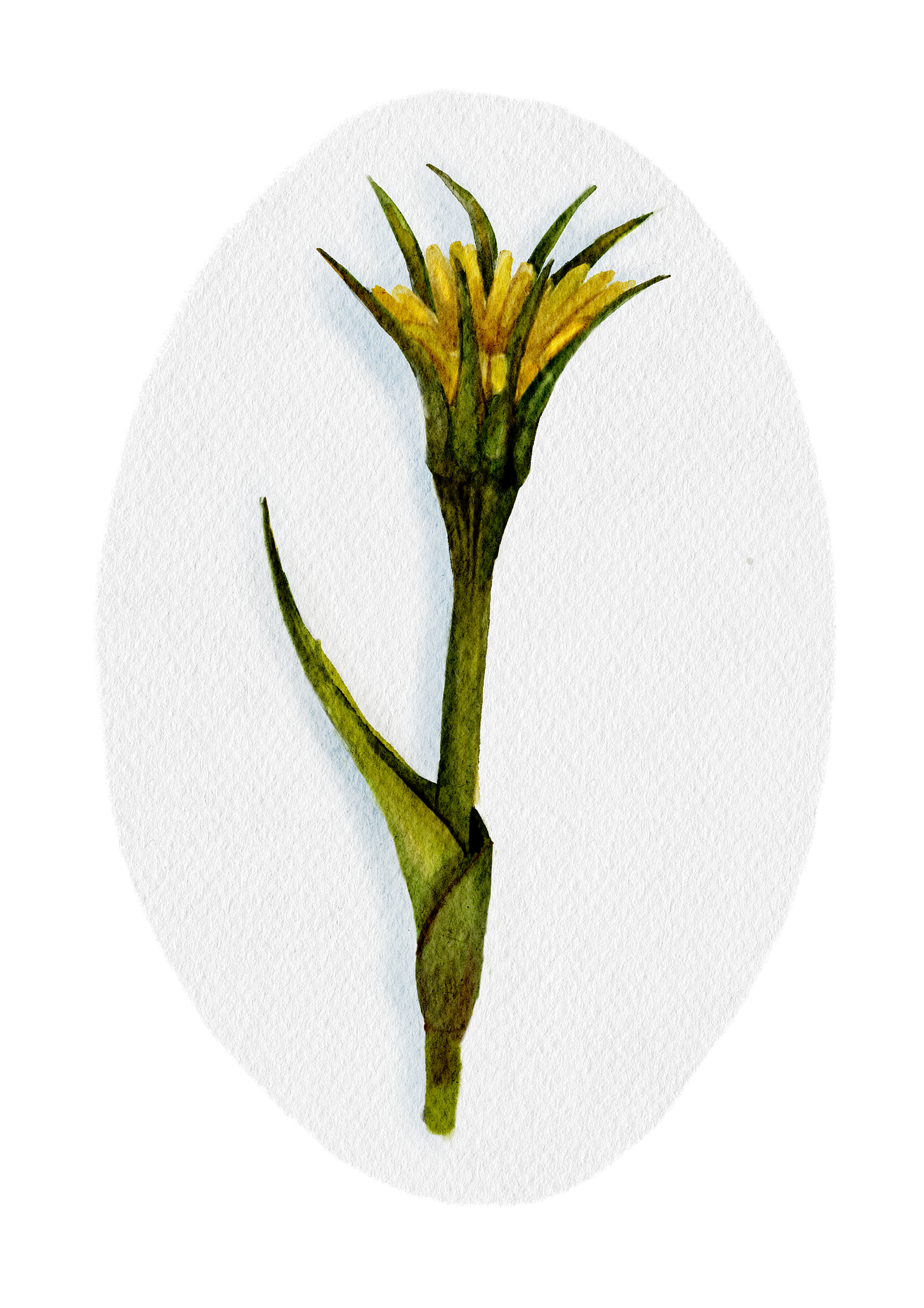 Watercolour painting of a meadow goat's-beard flower. Yellow bloom, like a small dandelion.