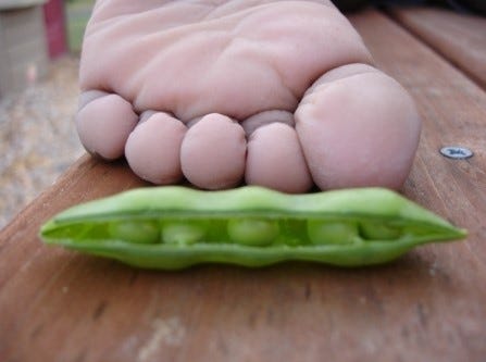A small boy's foot beside an opened peapod