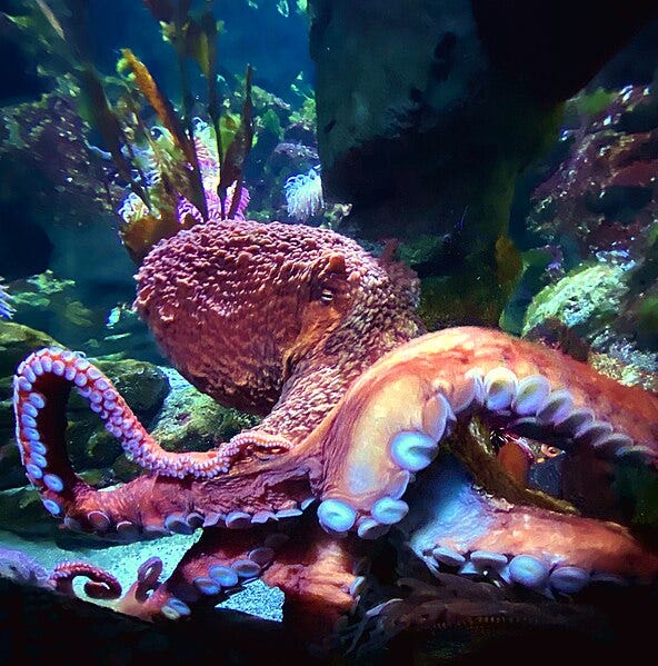 File:Octopus in the New England Aquarium.jpg