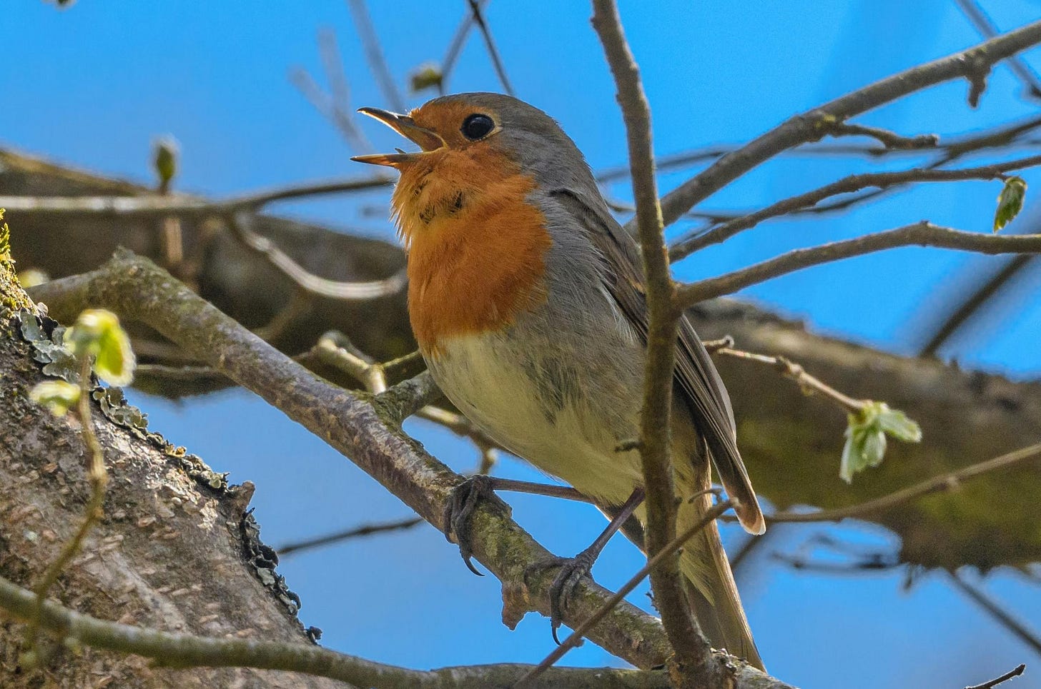 European robin (Erithacus rubecula) bird on branch singing