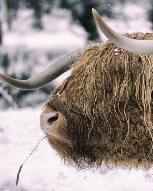 May be an image of musk ox