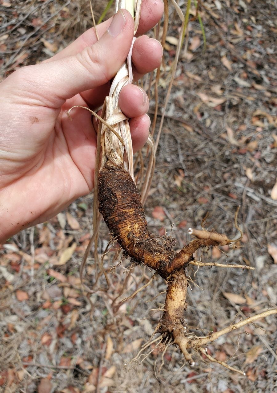 Tragopogon porrifolius [Woody old root] 20221128_121718 sml.jpg
