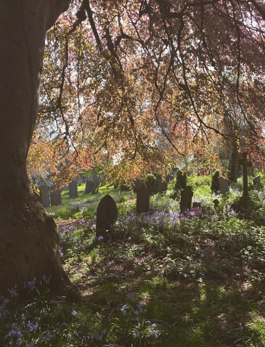 A large tree with branches drooping down over purple wildflowers and rows of old gravestones