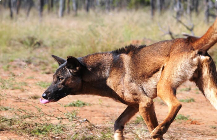Wild dogs - PestSmart
