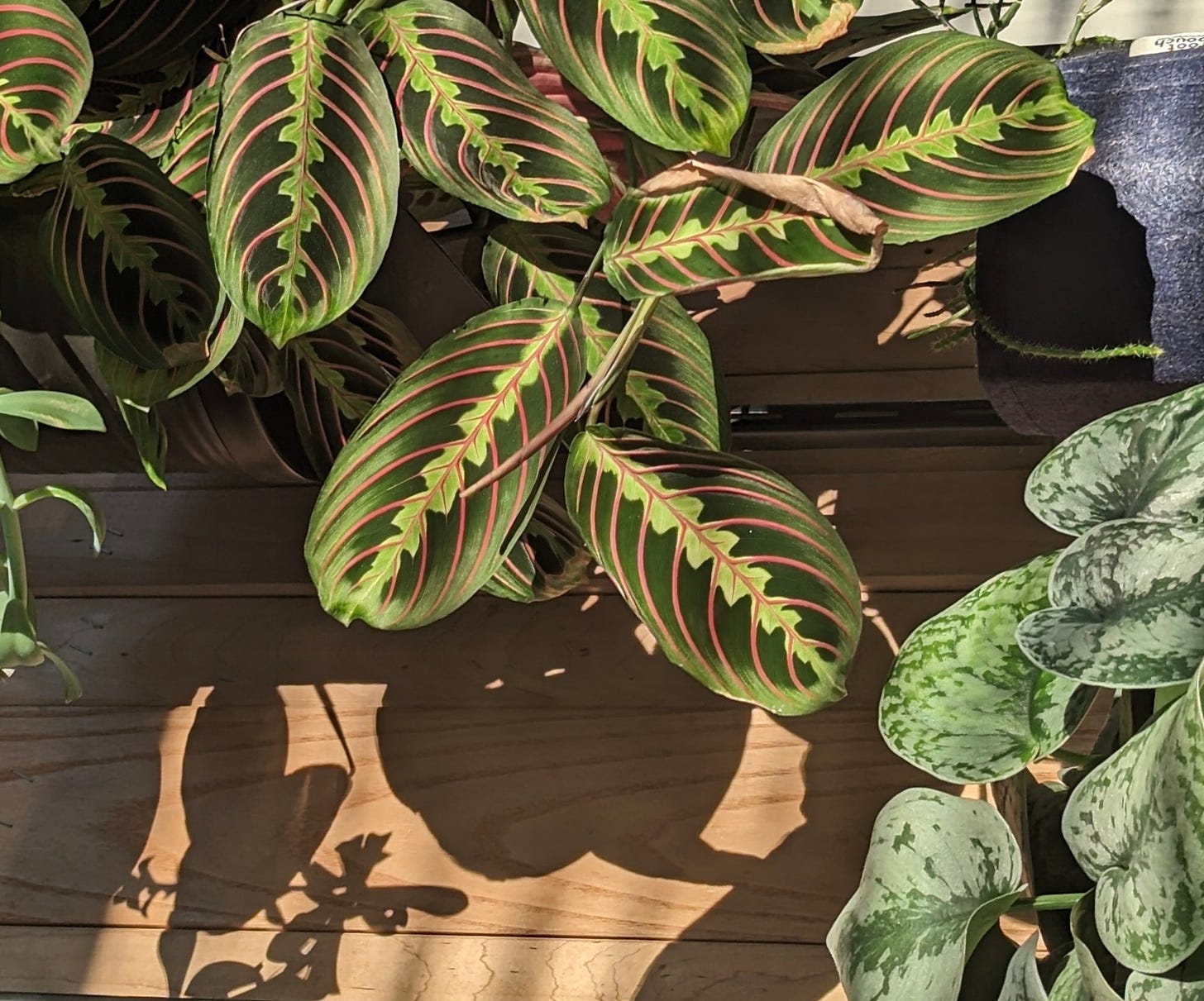 a collection of green-and-red striped and green mottled leaves and their shadows on a wood plank floor