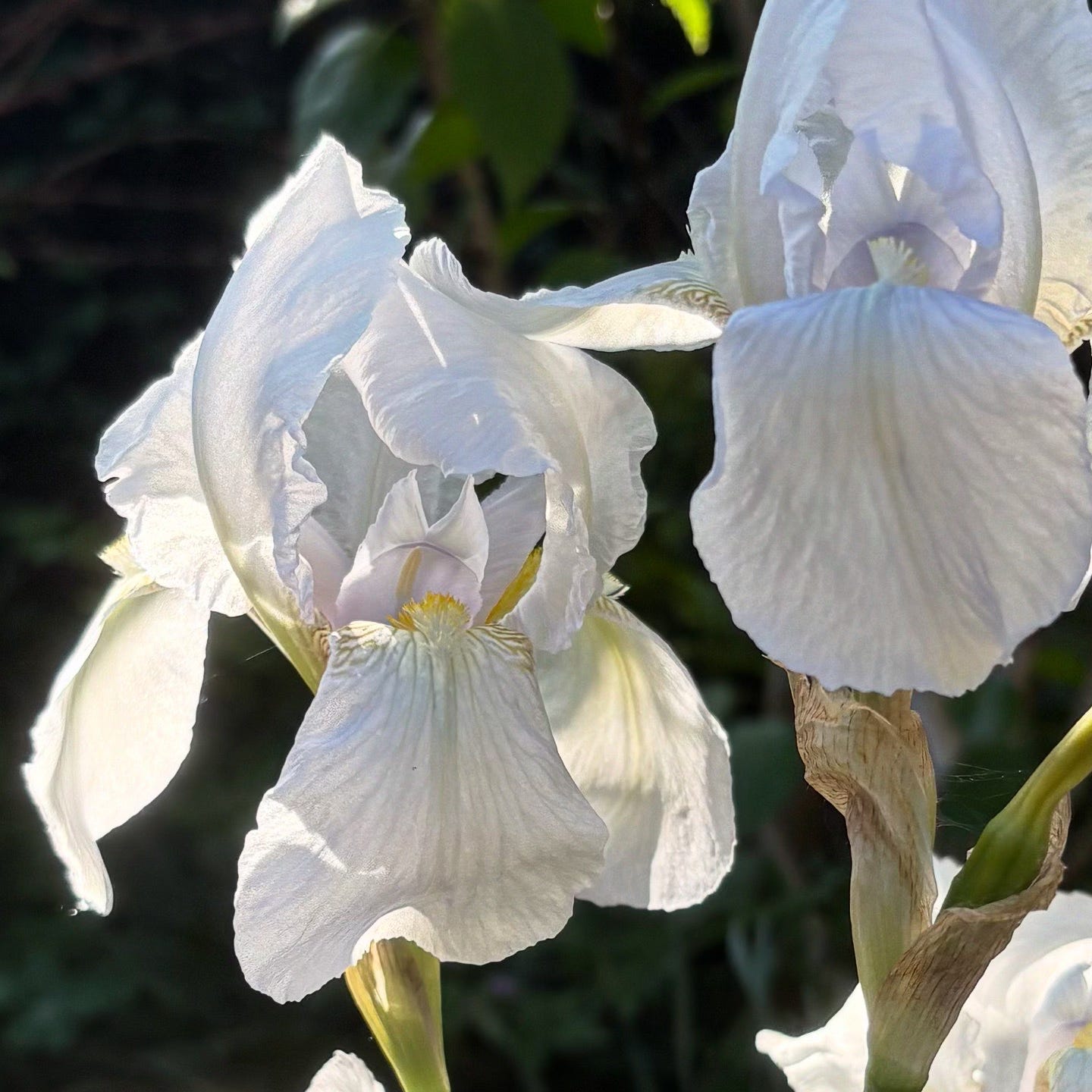 White frilly Florentine Iris flowers backlit by morning sunshine.