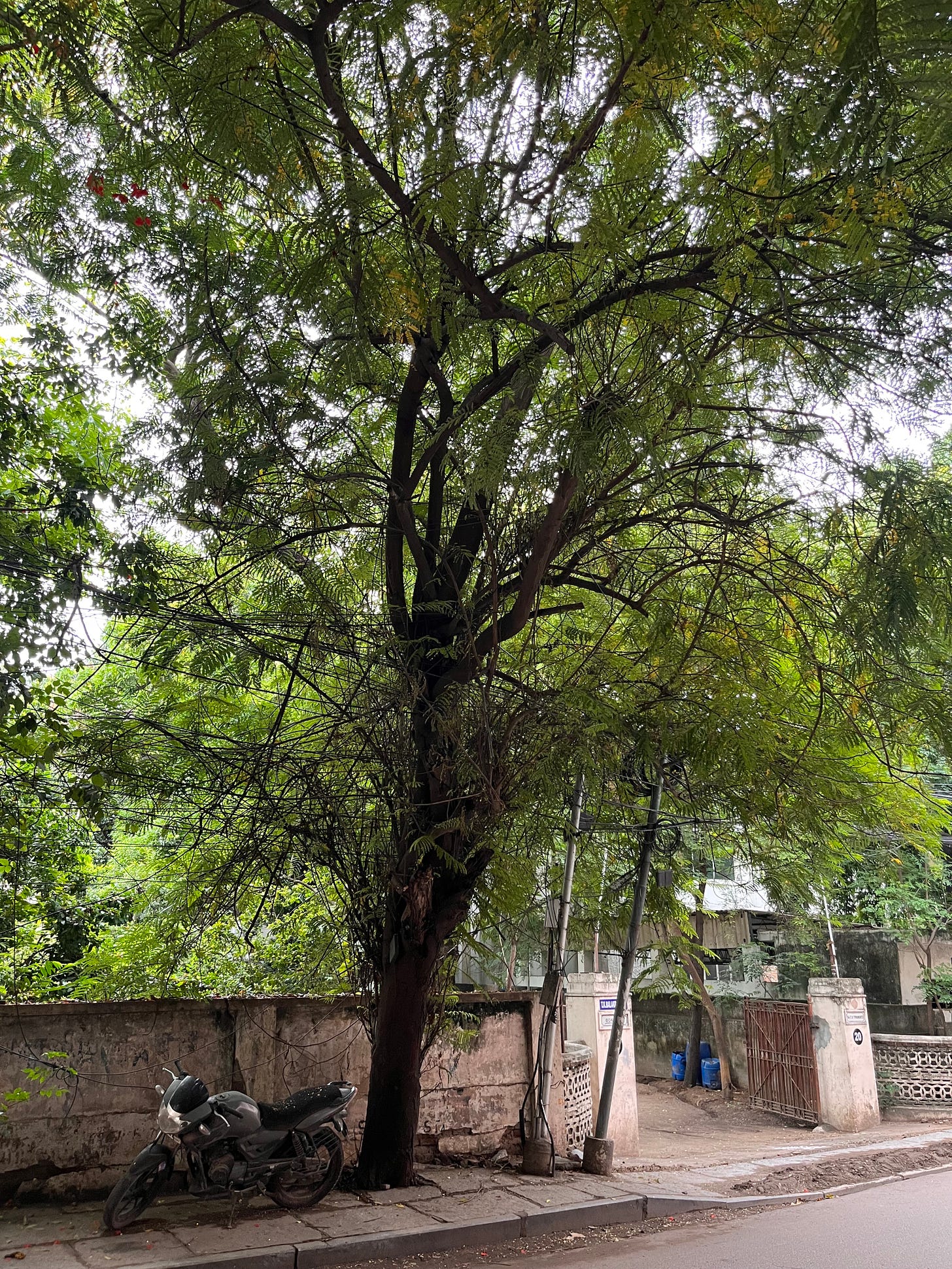 a motorcycle parked underneath a large tree in front of a house somewhere in India