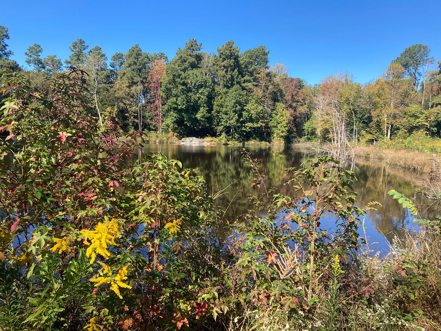 pond and trees turning autumn colors