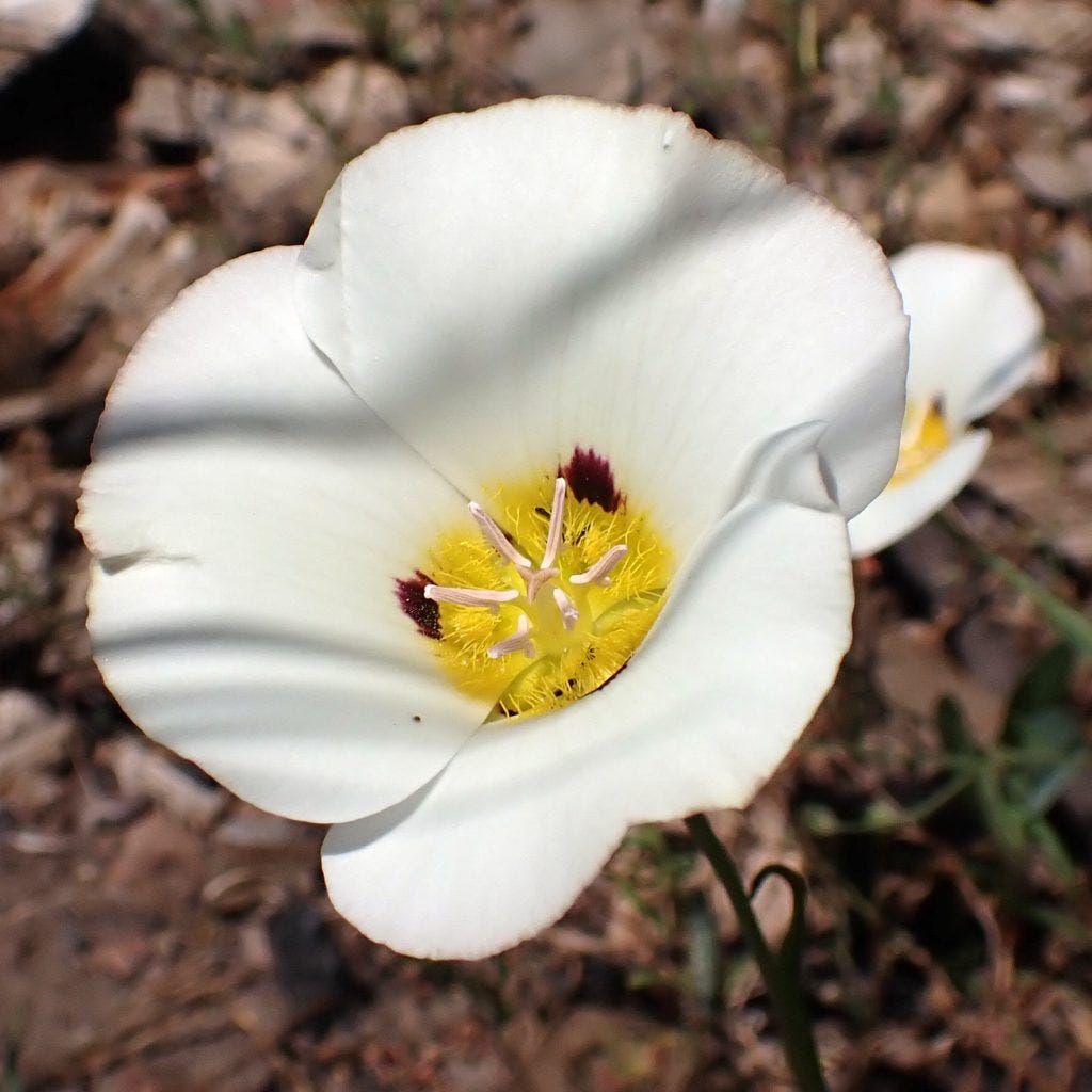 Mariposa Lily (Calochortus sp.). A traditional first food of the US West.