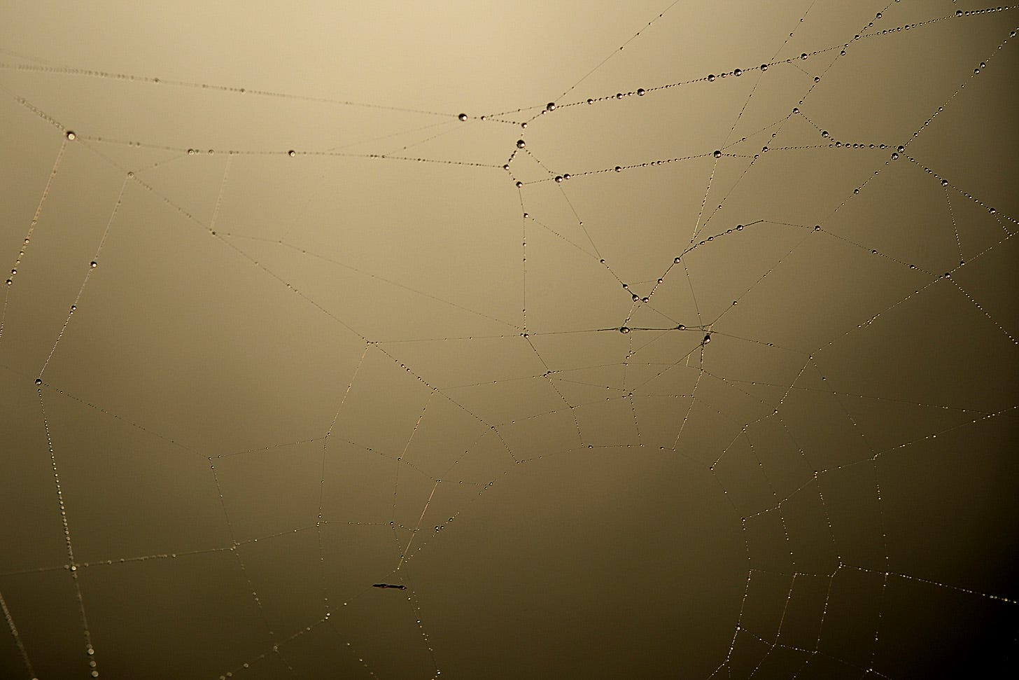 Dew drops on the silk strands of spider’s web contrast with the backlit golden mist of an October morning