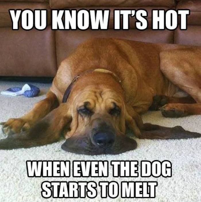 The Dog Days of Summer | Dog quotes funny, Funny animals with captions,  Funny dog memes