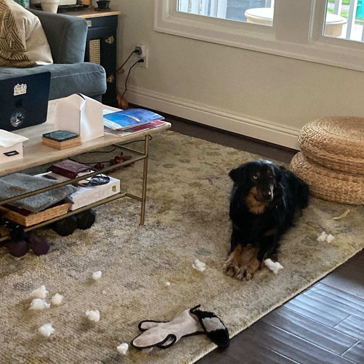 Black and brown dog sitting in the middle of fluff she pulled out of a toy