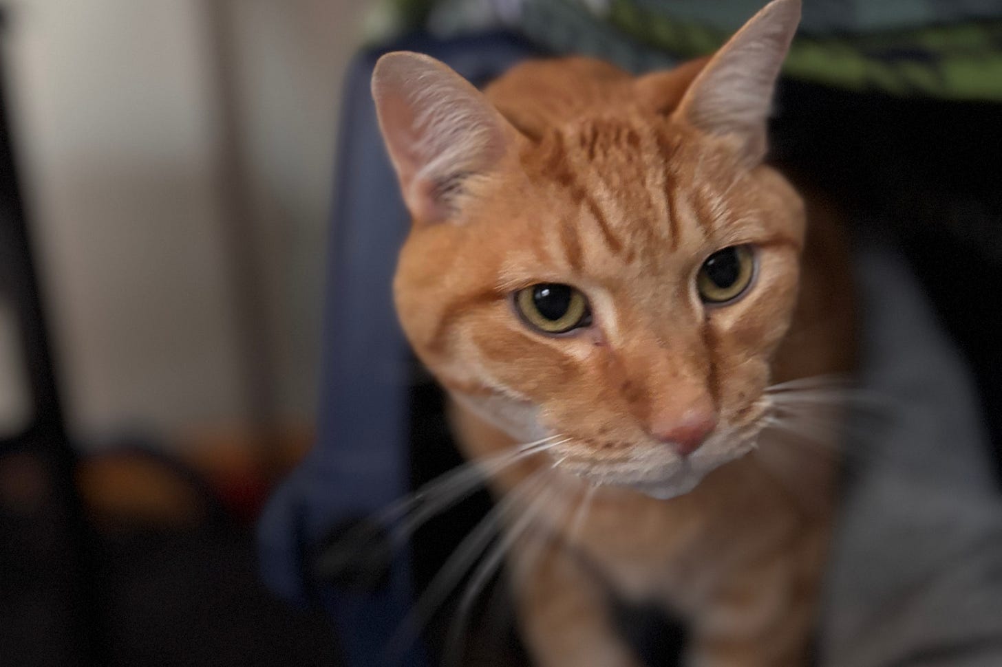 an orange tabby cat stands in front of a blue cat carrier