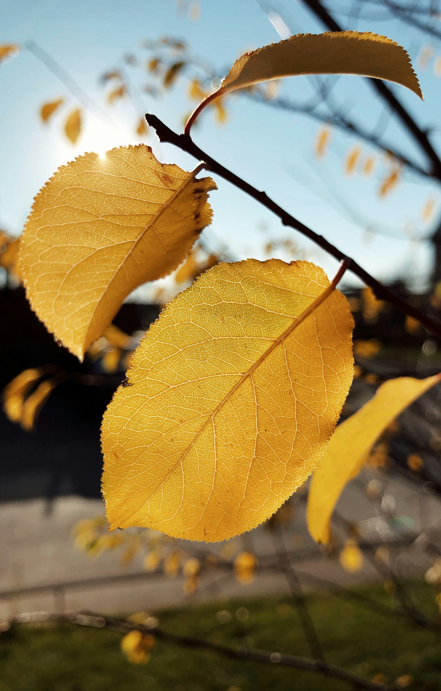 autumn leaves against sunny blue sky