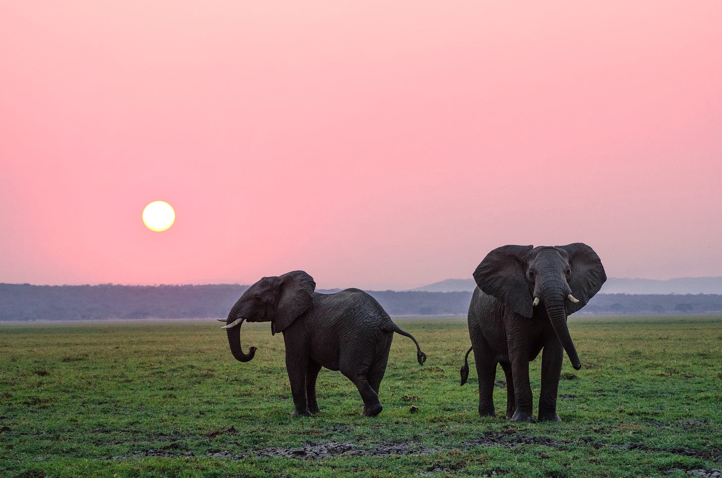 Two elephants and a sunset