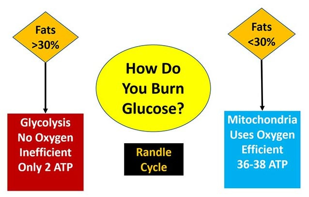 randle cycle