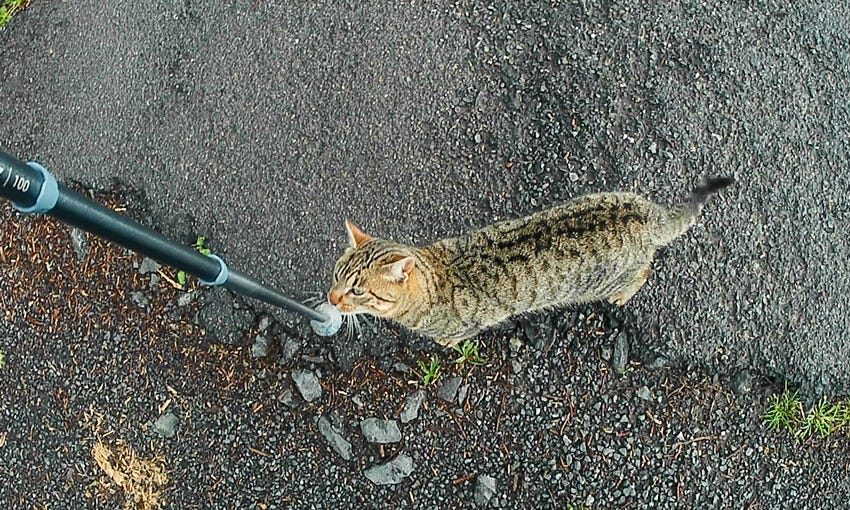 Gato jugueteando con el bastón de senderismo