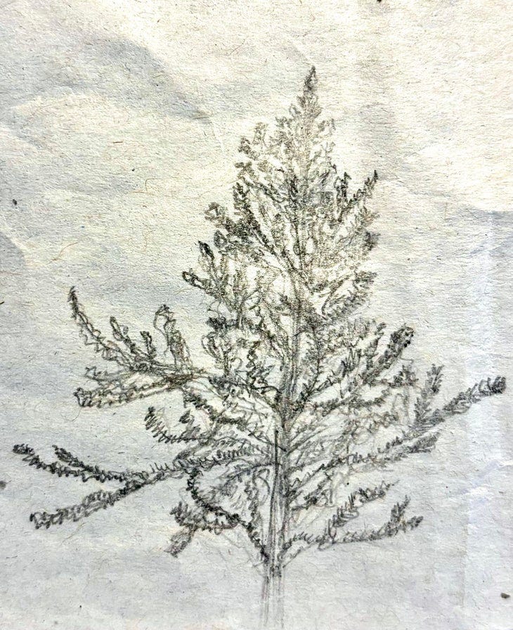 a pencil drawing of a pine tree