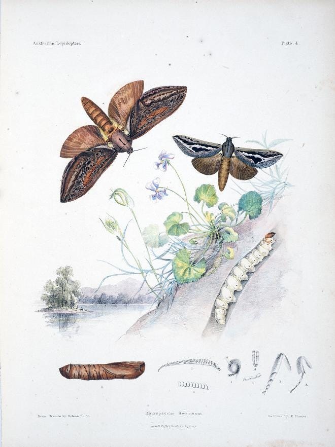A Victorian illustration of a moth at various stages of its development, including caterpillar, on the bank of a river or lake