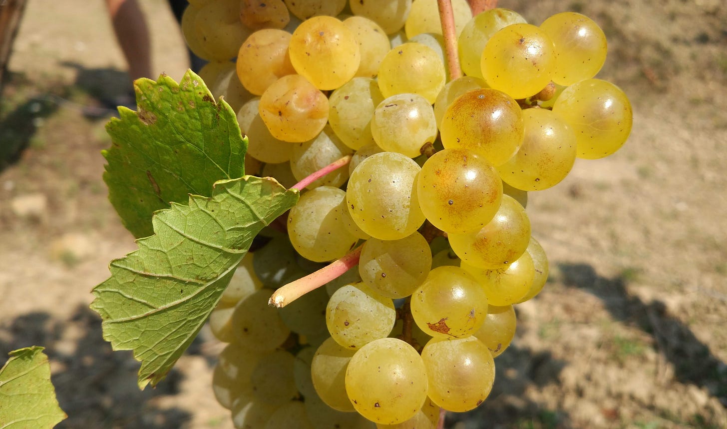 Ripe Rebula grapes at Mlecnik, Vipava Valley