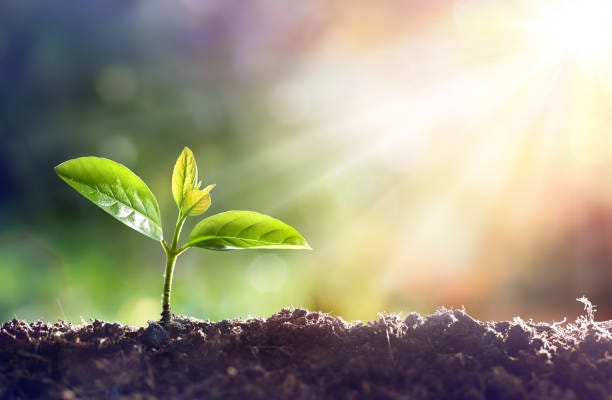 506,800+ Sprouting Plant Stock Photos, Pictures & Royalty ...