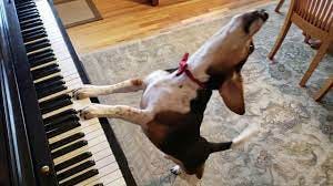 NEW SONG! Buddy Mercury in Red - The Singing Beagle Plays Piano - YouTube