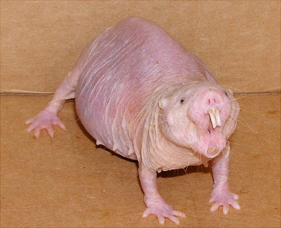 https://upload.wikimedia.org/wikipedia/commons/4/40/Naked_mole_rat.jpg