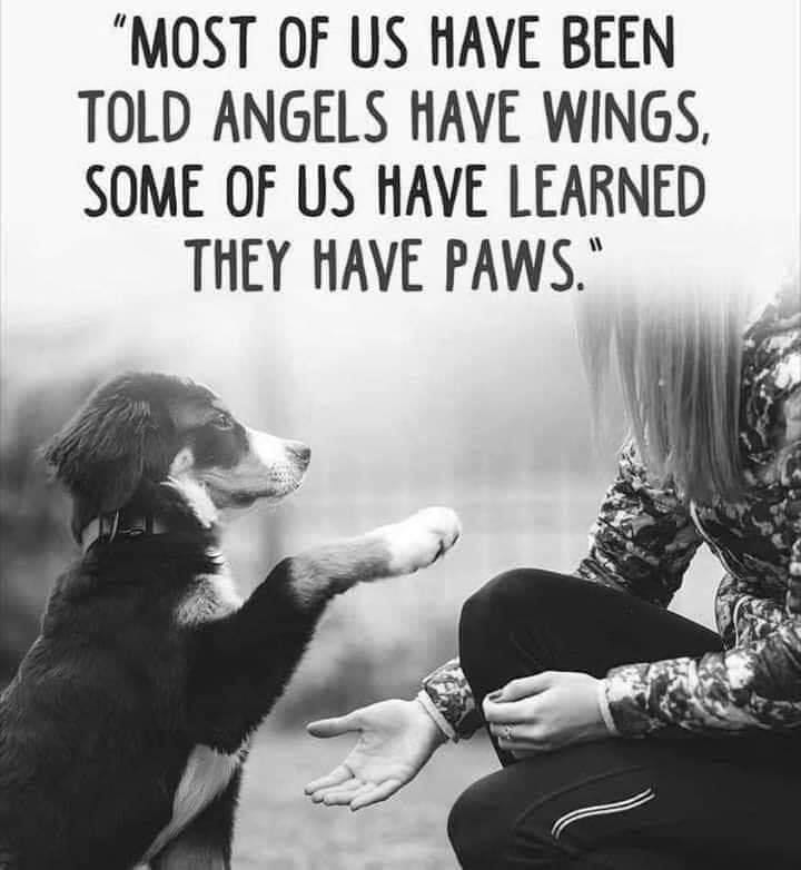 Dog quotes - Most of us have been told angels have wings, some of us have  learned they have paws | Dog quotes love, Dog quotes, Funny pictures