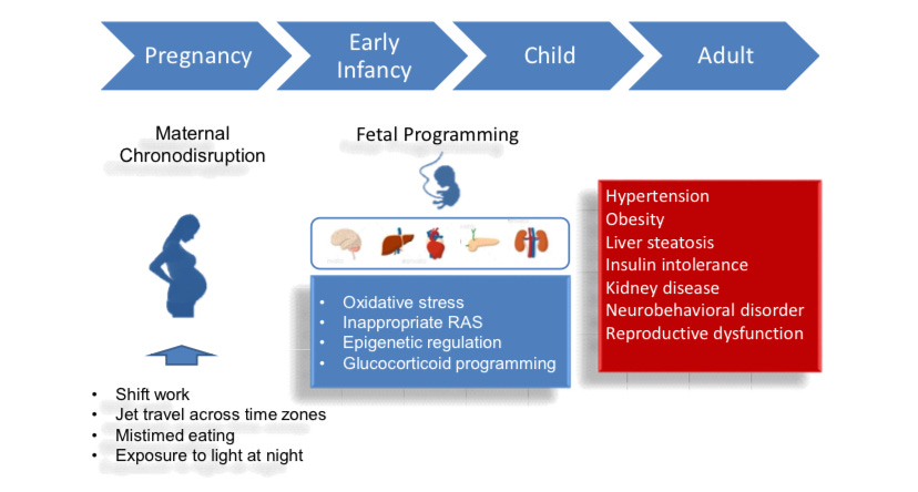 graphic showing how maternal chronodisruption leads to adult disease