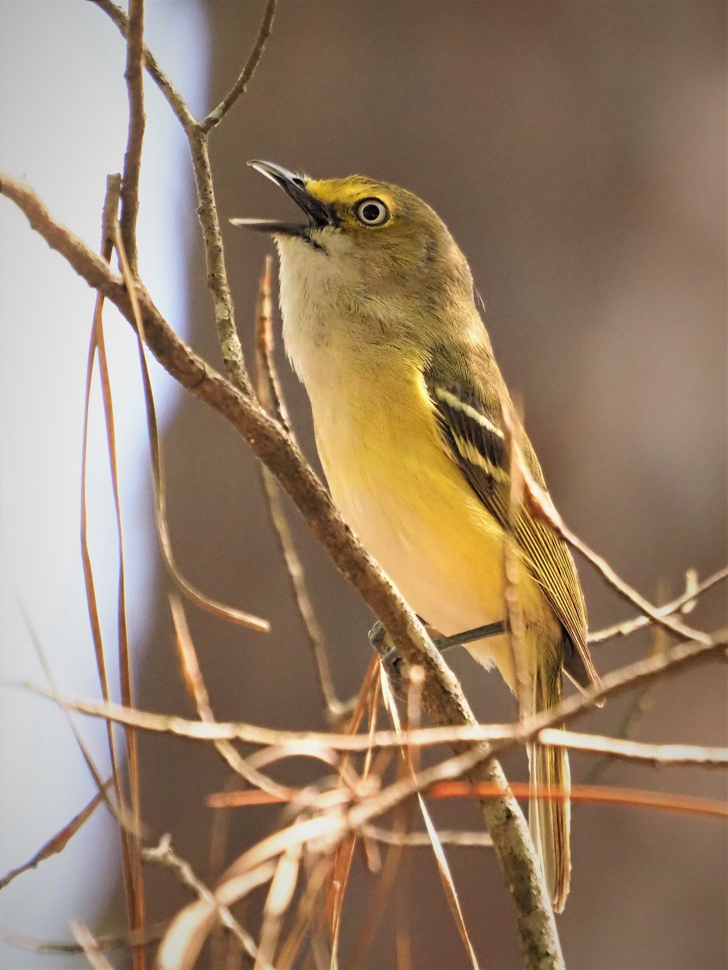 A small yellow and gray songbird sings from a bare branch, its black bill opened wide and tilted upward. It has white and black wing bars and a conspicuous white eye.