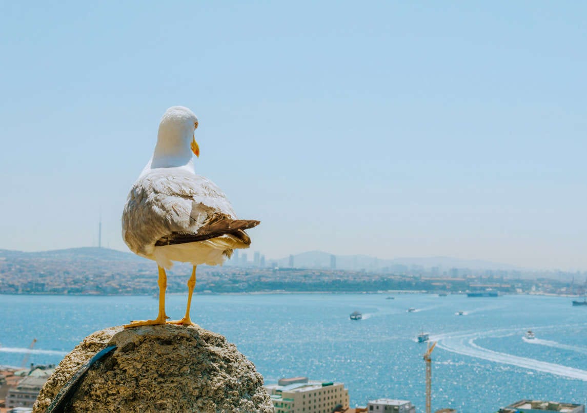 una gaviota patiamarilla observa el estrecho del Bósforo desde lo alto, con Estambul al fondo