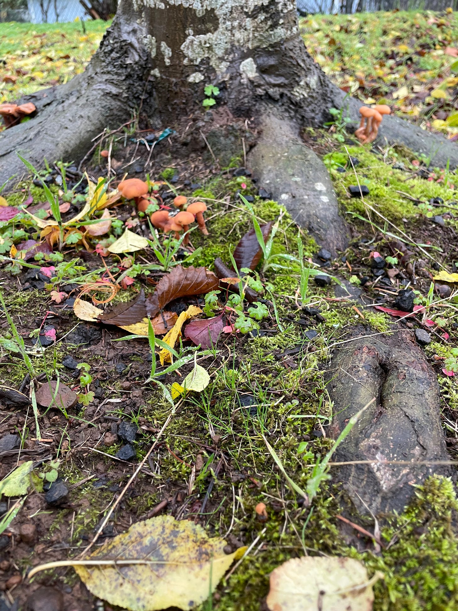 at the base of a grayish tree the forest floor is alive with clover and moss and fallen brown and yellow leaves and clumps of tiny orangish mushrooms