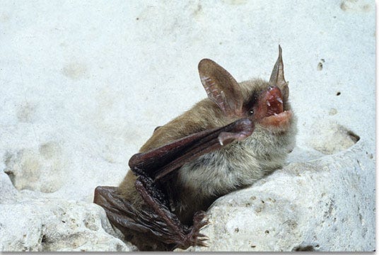 Northern long-eared Bat