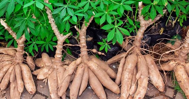 What Is Cassava Flour Made Of? | Bob's Red Mill Natural Foods