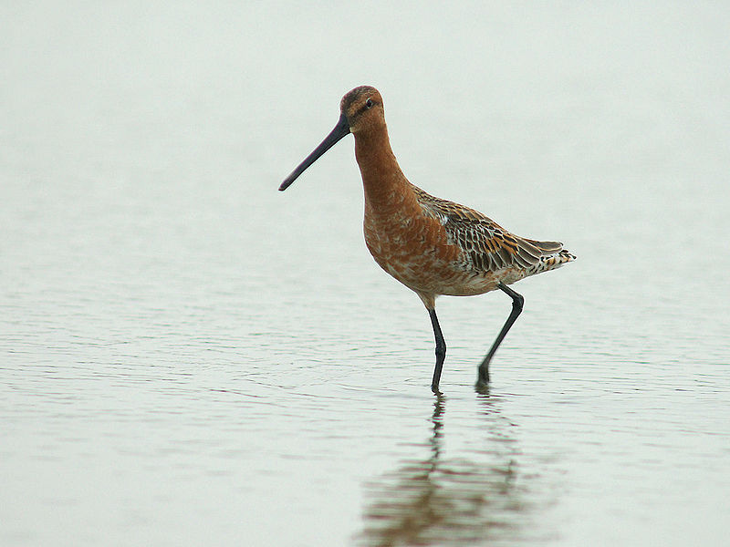 File:Asian Dowitcher 6375.jpg