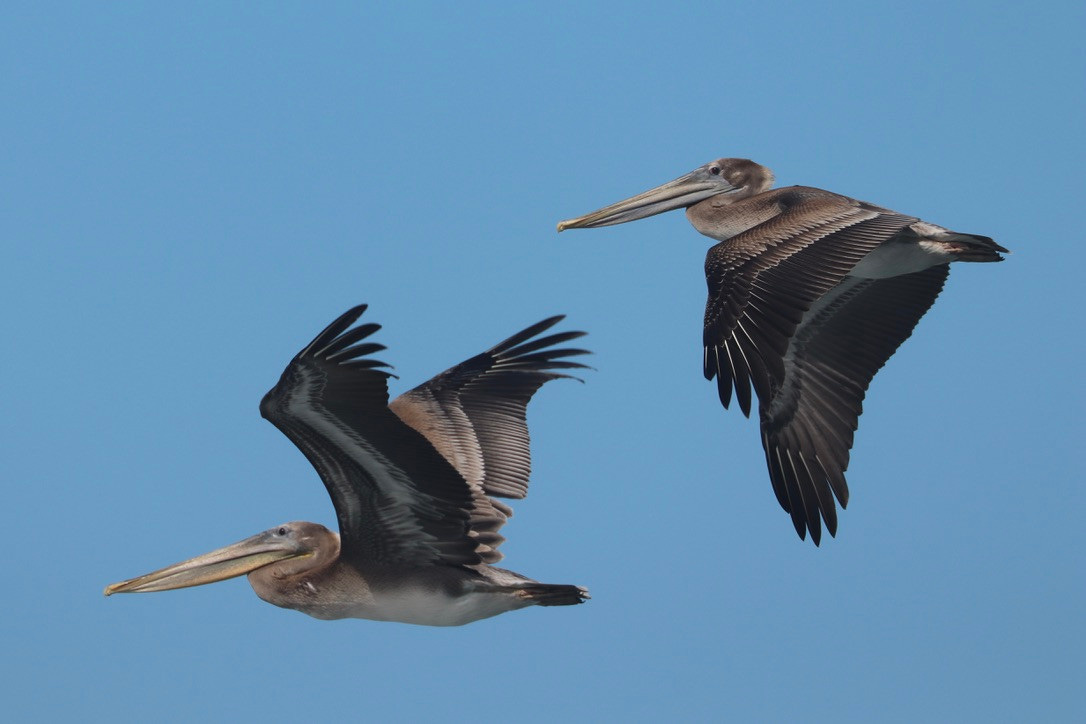 Two glorious pelicans in flight, viewed sideways on