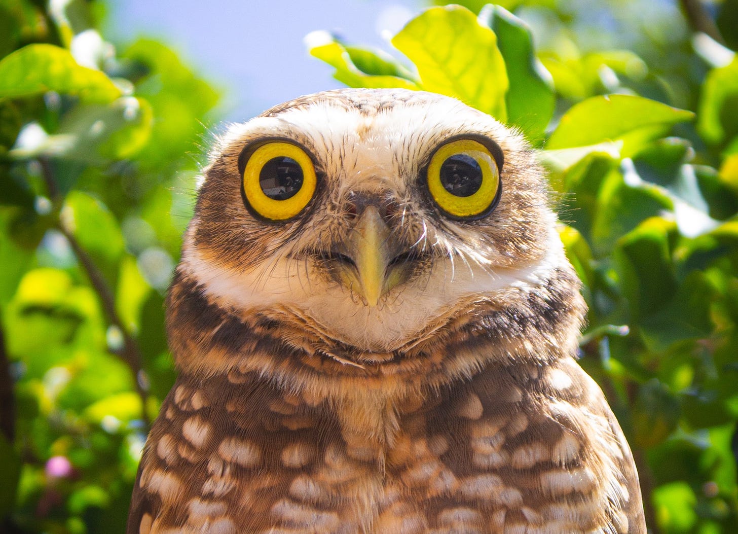 A brown and white speckled owl with comically large yellow eyes staring directly at the viewer