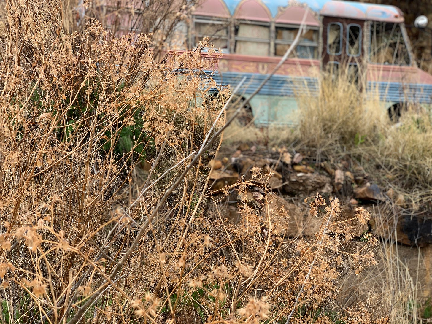 A school bus painted in pink and blue with gold outlines a la a circus tent peeking out behind sepia colored brush