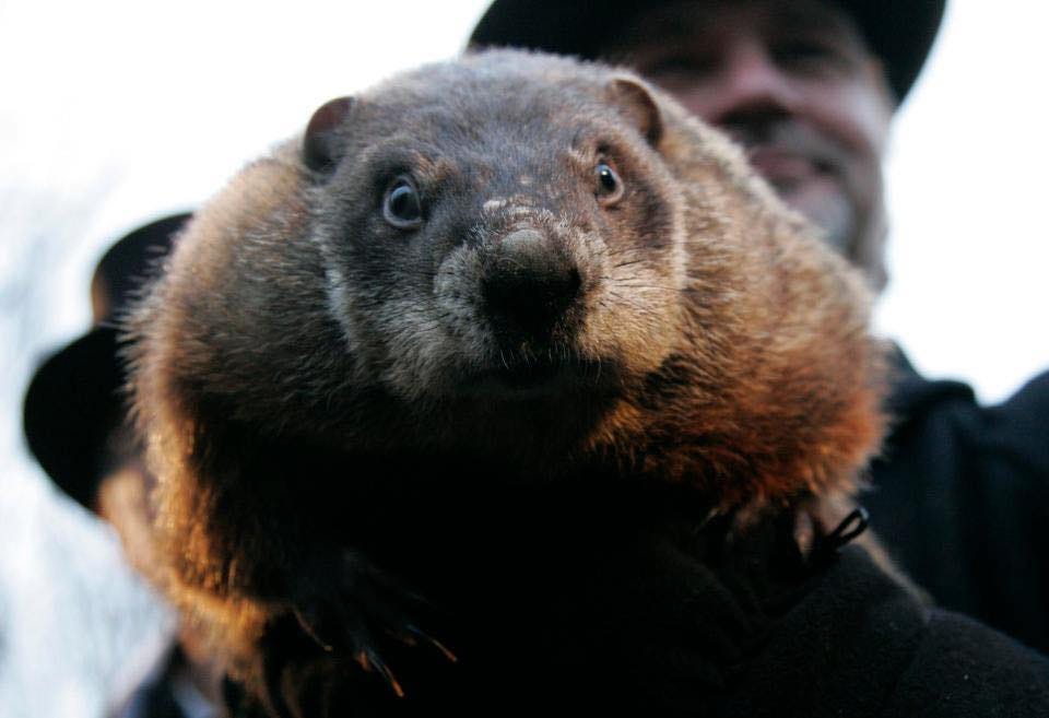 A terrified groundhog in the clutches of a man with a bowler hat.
