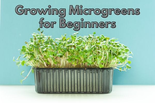 growing microgreen plants