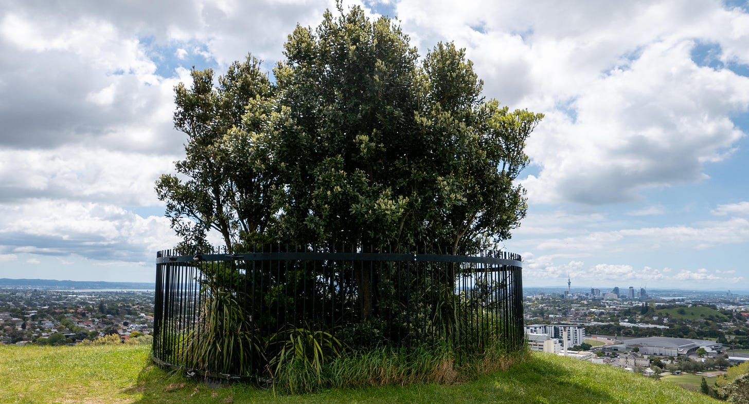 The small grove of totara trees, ringed by a fence, at the top of One Tree Hill. The skyscrapers of central Auckland are visible in the distance.