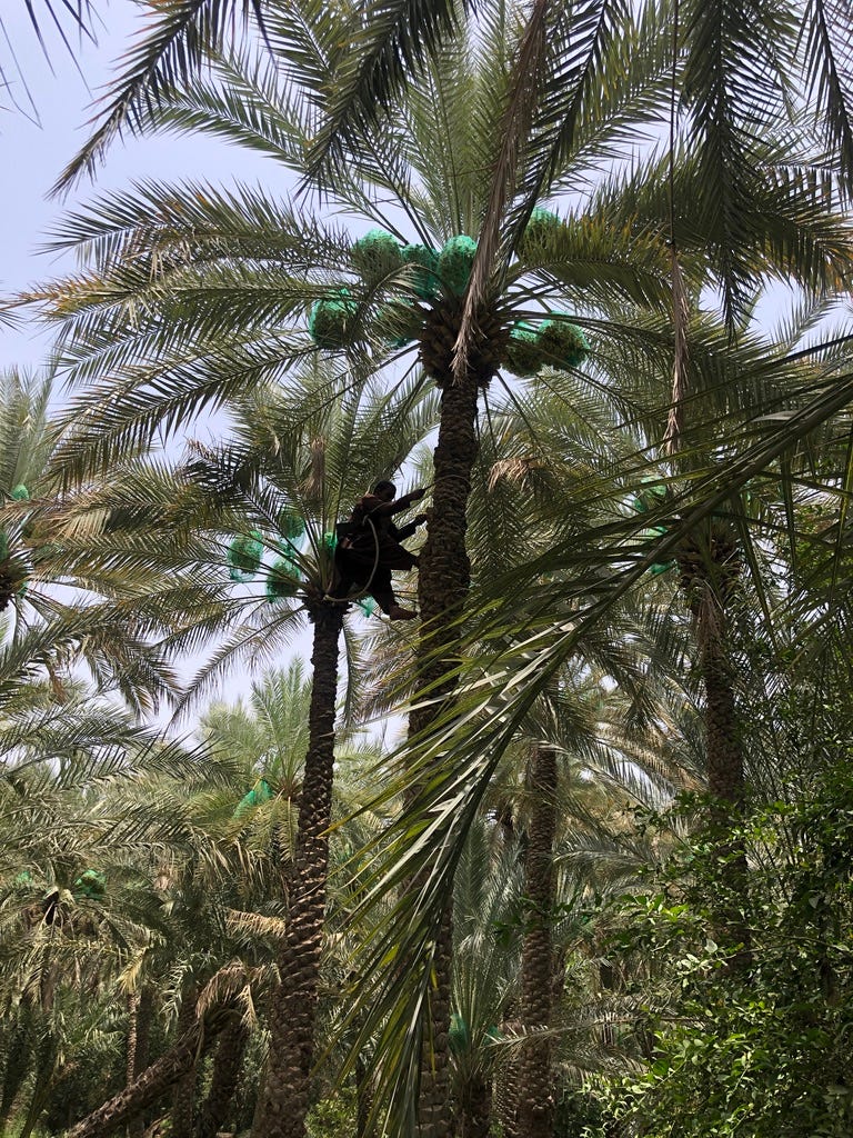 A person climbs a tree using a single rope to harvest dates which are bagged at the top of the tree.