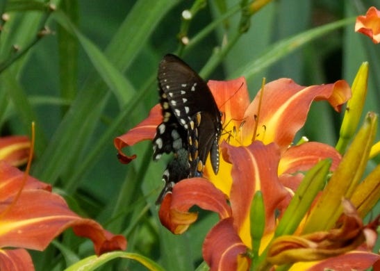 Black Swallowtail