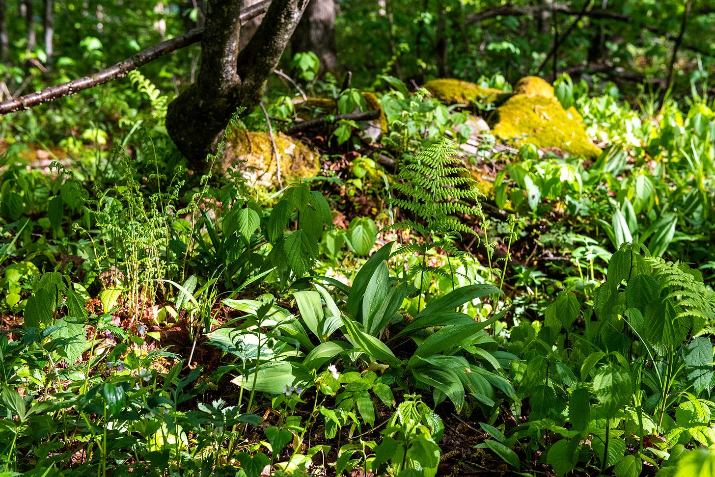 ID: Photo of forest floor showing ramps and other plants in dappled sun