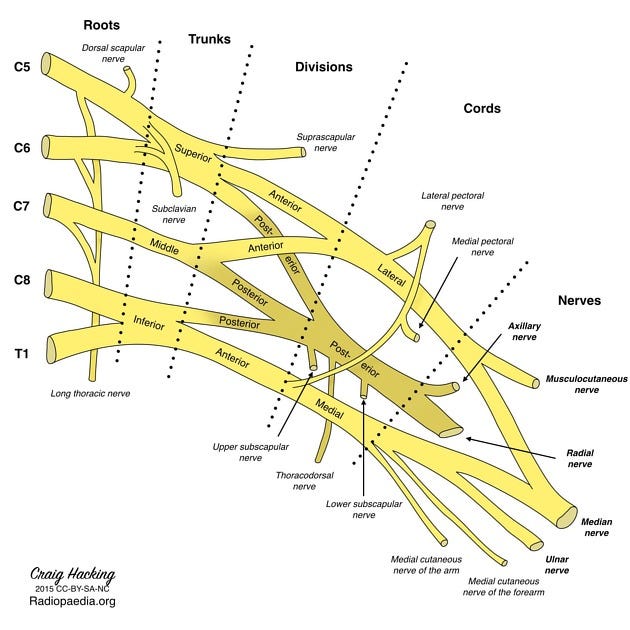 Brachial plexus