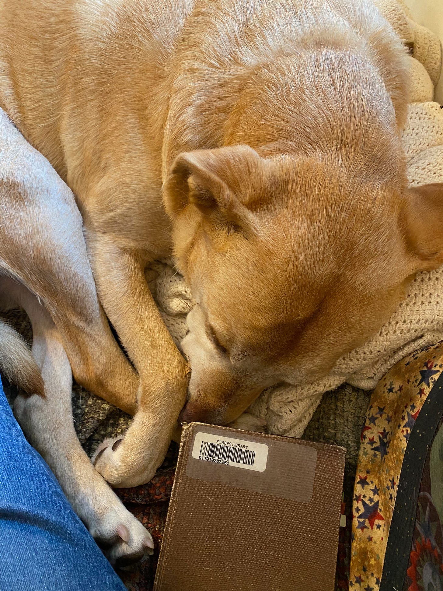 My dog Nessa curled up on a couch, her nose just touching the corner of Quicksand, a plain brown book with a library barcode and a worn spine.