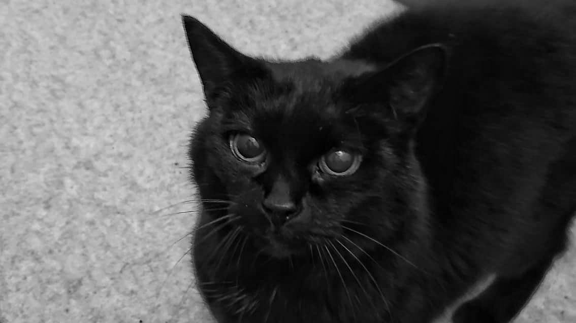 Closeup of a black cat staring directly into the camera