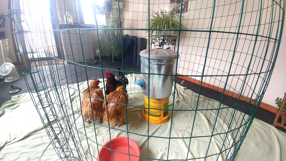 Chickens in a pen