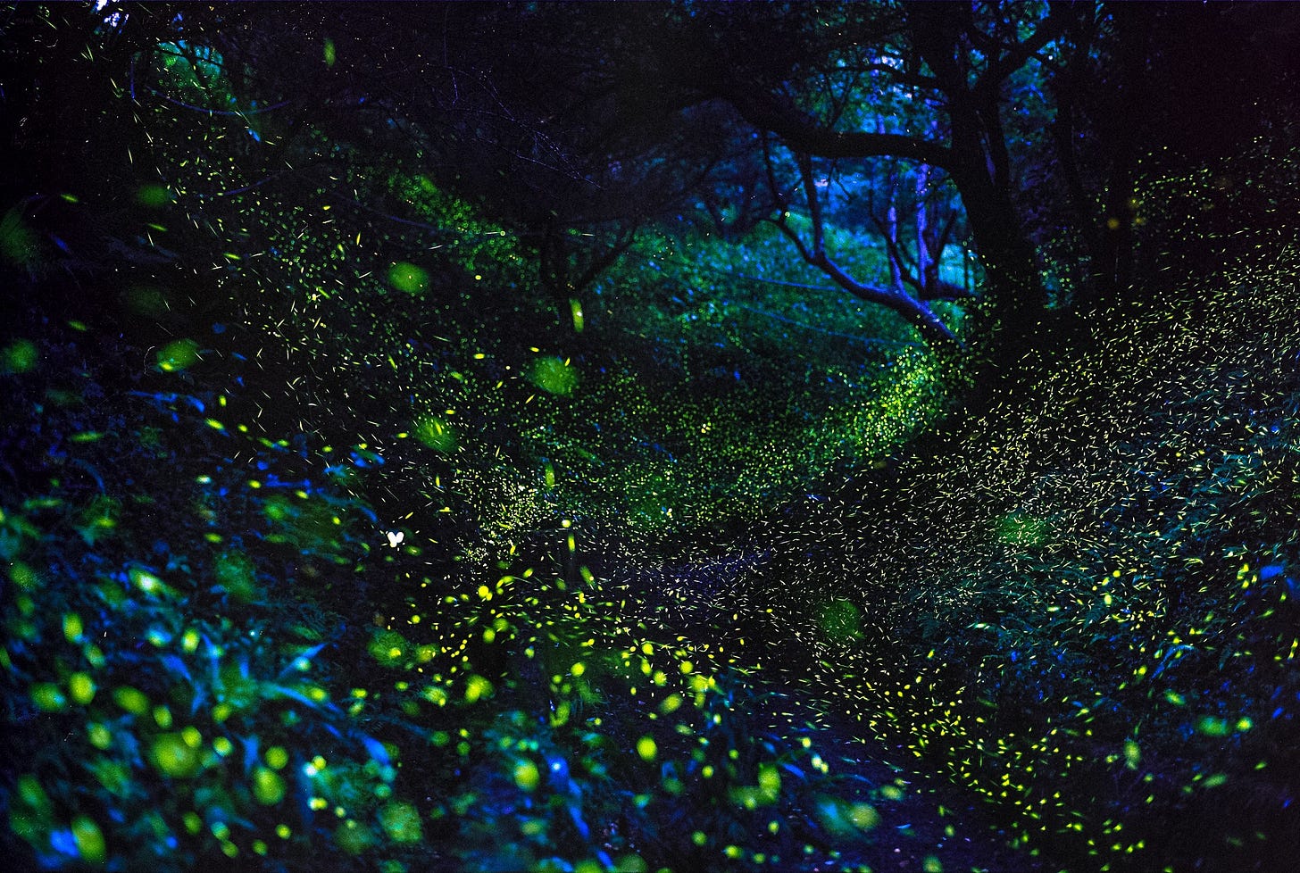 Thousands of Fireflies Will Light Up the Great Smoky Mountains This May -  Elkmont Campground Firefly Lottery