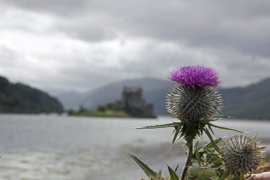 A thistle (flower of scotland) with a castle in the background.